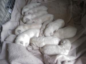 ofaakcwhiteandcreamlabpuppies